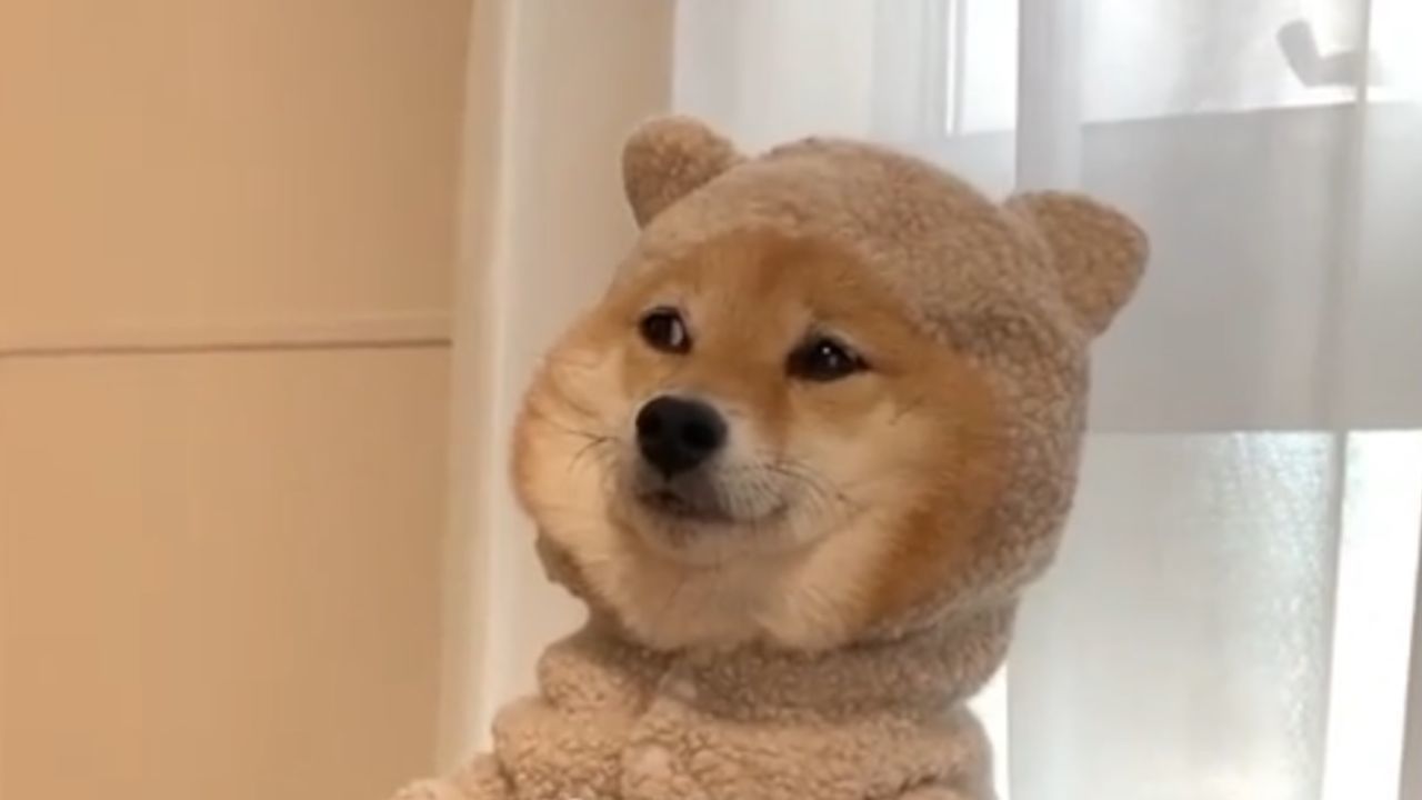 Shiba bear sales