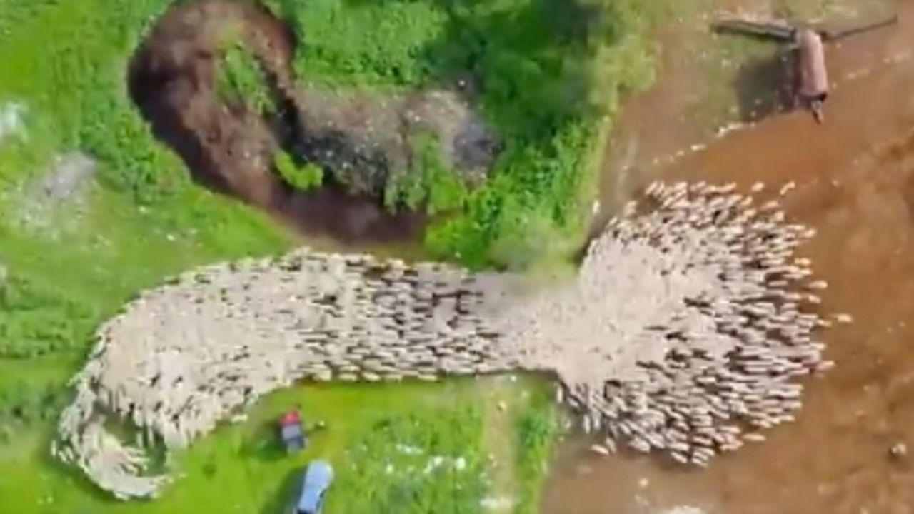 Sheep drone time-lapse