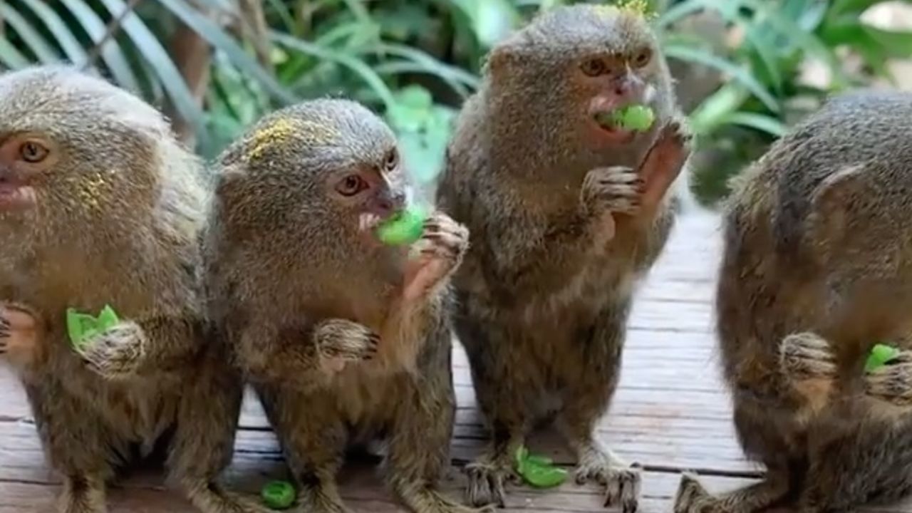 Pygmy marmosets eating peas