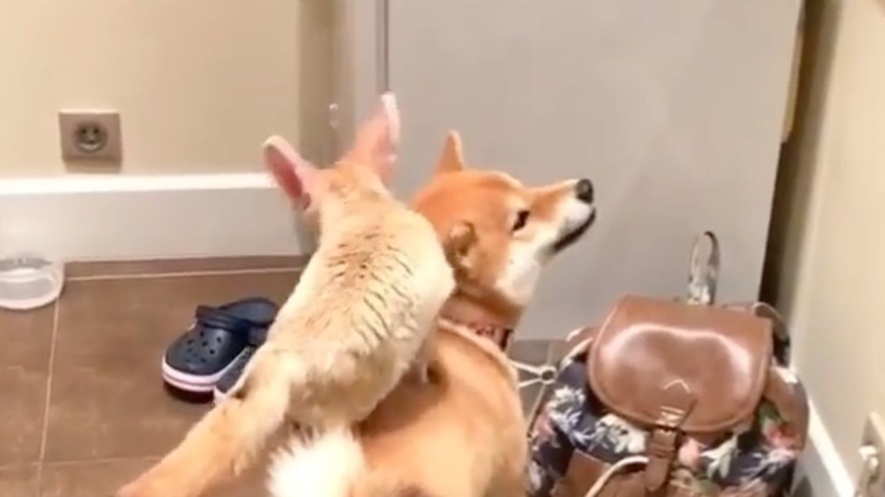 Quick brown fox jumps over the lazy doge